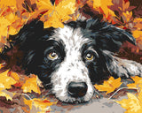 Malen nach Zahlen Treuer Hundeblick