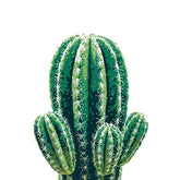 Grind to Count Cactus