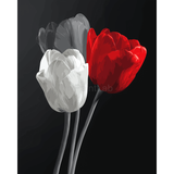Grind after bread Rote und white Tulpe Schwarzweiss Versand from DE