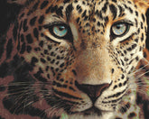 Malen nach Zahlen Leopard