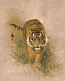 Grind after the day for the Tiger