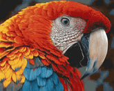 Grind nach Zahlen Papagei bunt