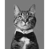 Malen nach Zahlen Katze schwarz weiss