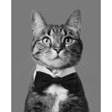Malen nach Zahlen Katze schwarz weiss