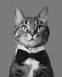 Grind nach Zahlen Katze schwarz weiss