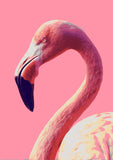 Paint by Numbers Flamingo Portrait
