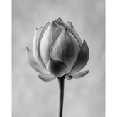 Grind nach Zahlen Blume black white