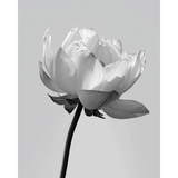 Grind nach Zahlen Blume black white