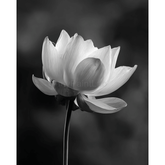 Grind nach Zahlen Blume black white