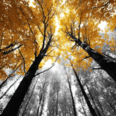 Grind nach Zahlen Laubwald SS-499