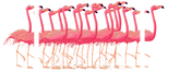Malen nach Zahlen Flamingo Ballett - 3-teilig (Triptychon)