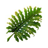 Grinding to Counting Plants