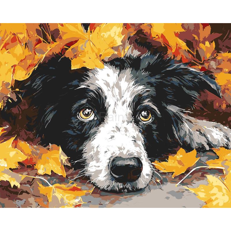 Malen nach Zahlen Treuer Hundeblick