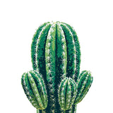 Grind to Count Cactus