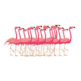 Paint by Numbers Flamingo Ballet