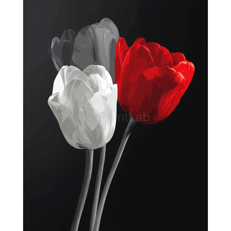 Grind after bread Rote und white Tulpe Schwarzweiss Versand from DE
