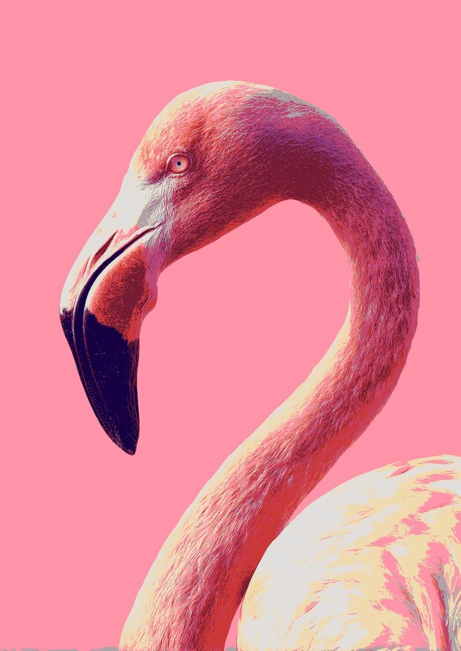 Paint by Numbers Flamingo Portrait
