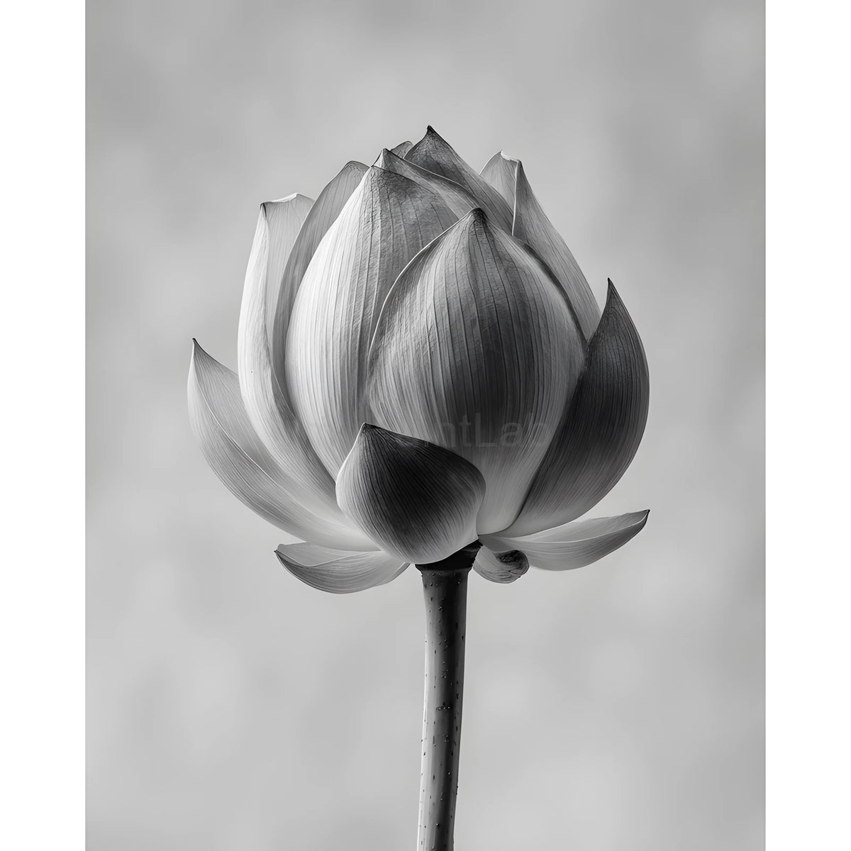 Grind nach Zahlen Blume black white