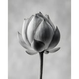 Grind nach Zahlen Blume black white