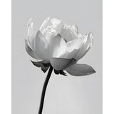 Grind nach Zahlen Blume black white