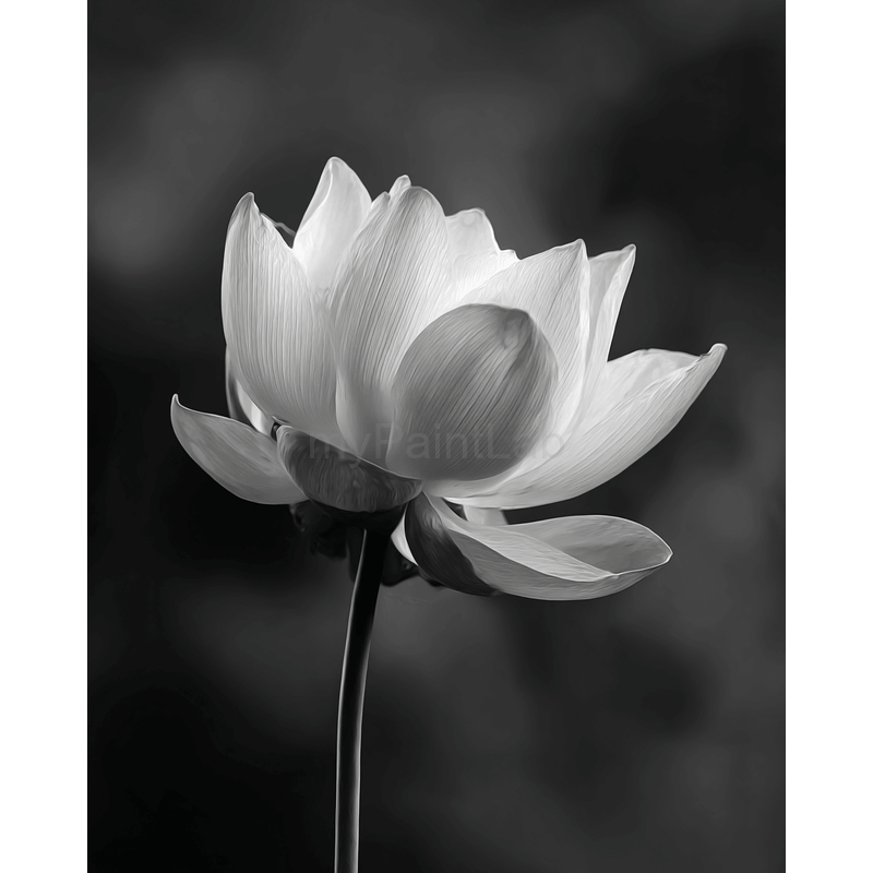 Grind nach Zahlen Blume black white