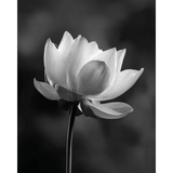 Grind nach Zahlen Blume black white
