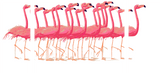 Malen nach Zahlen Flamingo Ballett - 3-teilig (Triptychon)