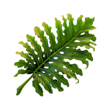 Grinding to Counting Plants