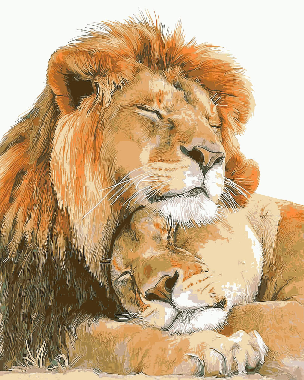 Painting by Numbers Lions Couple Animals Animal Art